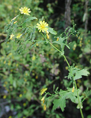 �n�i���N�V�\�E