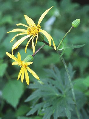 �n���J�C�\�E