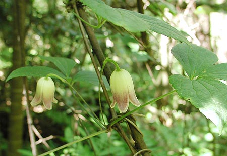 �n���V���E�d��