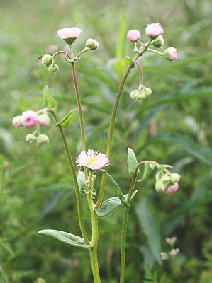 �n���W�I��