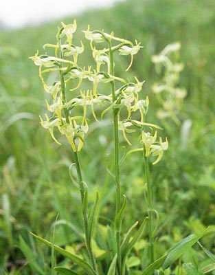 �n�V�i�K���}�T�M�\�E