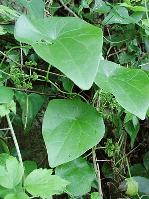 �n�X�m�n�J�Y��