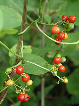 �n�X�m�n�J�Y��