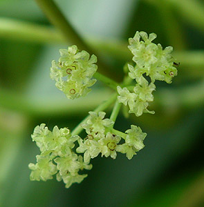 �n�X�m�n�J�Y��