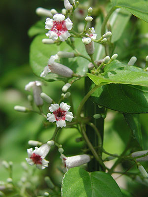 �w�N�\�J�Y��