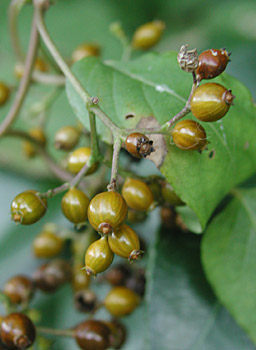 �w�N�\�J�Y��