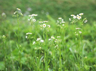 �w���o�q���W���I��