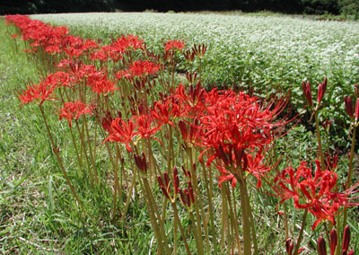 �q�K���o�i