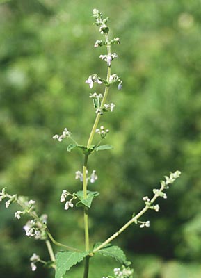 �q�L�I�R�V