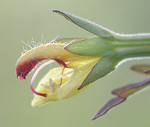 �q�L�����M