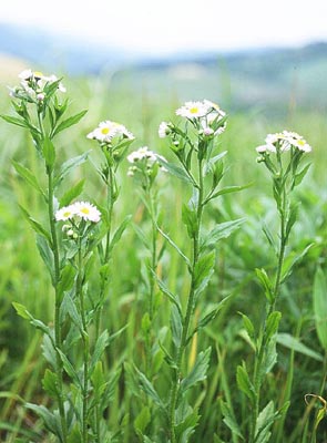 �q���W���I��