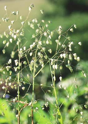 �q���R�o���\�E