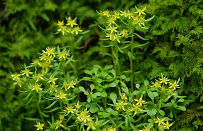 �q�������Q