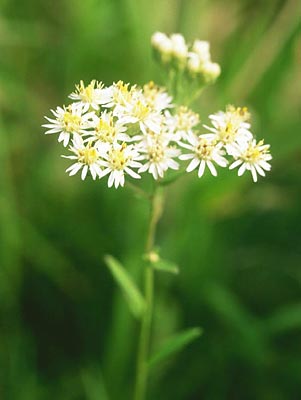 �q���V�I��