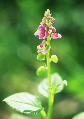 �q�i�m�L���`���N