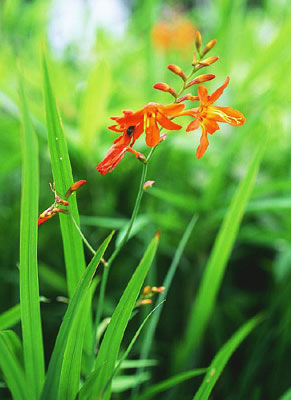 �q���q�I�E�M�X�C�Z��