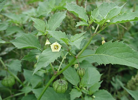 �q���n�t�E�����z�I�Y�L