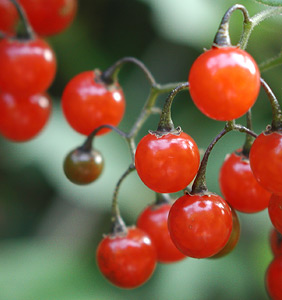 �q���h���W���E�S