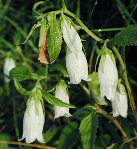 �z�^���u�N��