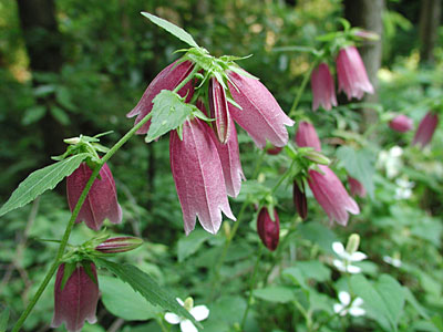 �z�^���u�N��