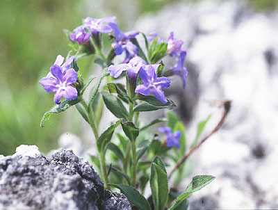 �z�^���J�Y��