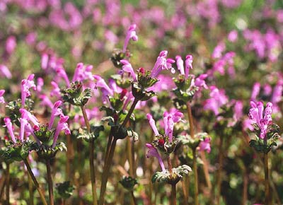 �z�g�P�m�U