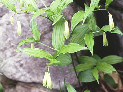 �z�E�`���N�\�E