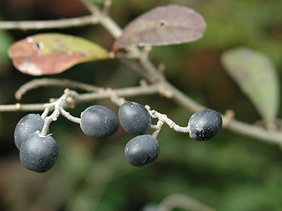 �C�{�^�m�L