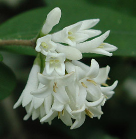 �C�{�^�m�L