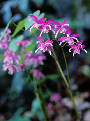 �E���W���C�J���\�E