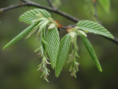 �C�k�V�f����