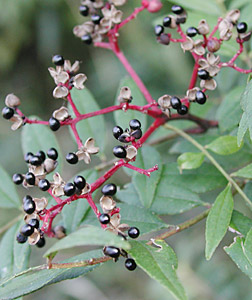 �C�k�U���V���E