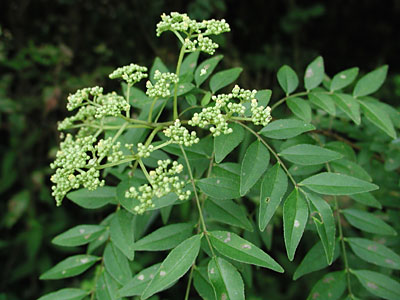 �C�k�U���V���E