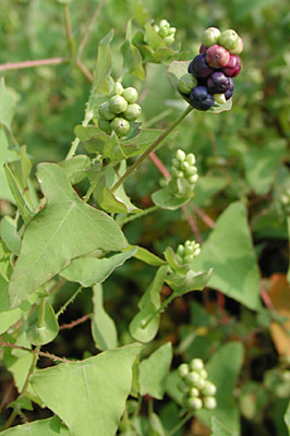 �C�V�~�J��