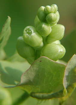 �C�V�~�J��