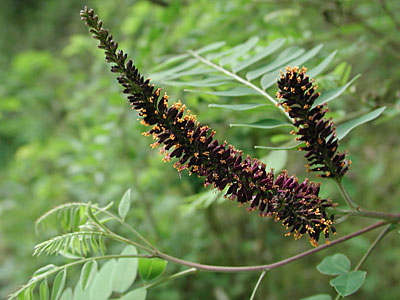 �C�^�`�n�M