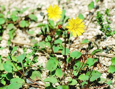 �C���j�K�i