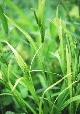 �W���Y�X�Q