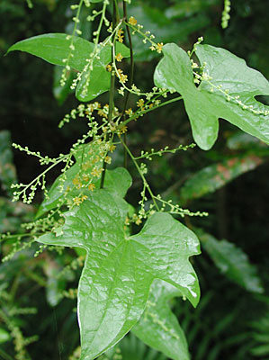 �J�G�f�h�R��