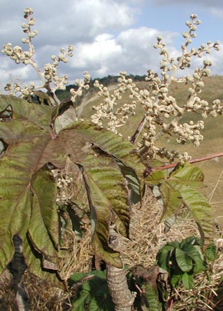 �J�~���c�f