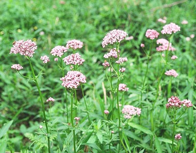 �J�m�R�\�E