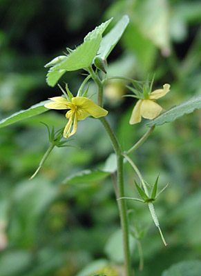 �J���X�m�S�}