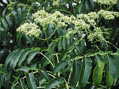 �J���X�U���V���E