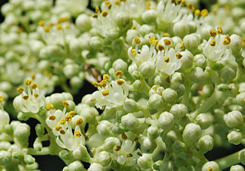 �J���X�U���V���E