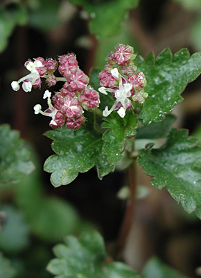 �J�e���\�E