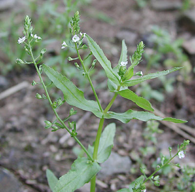 �J���a�V��