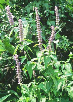 �J���~�h��