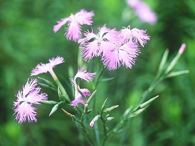 �J�����i�f�V�R