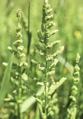 �J�Y�m�R�O�T