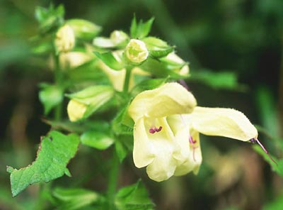 �L�o�i�A�L�M��